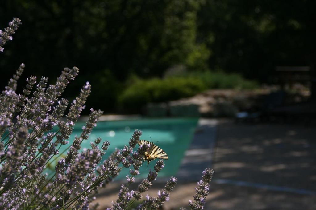 La Villa Des Pins Verrieres  Luaran gambar